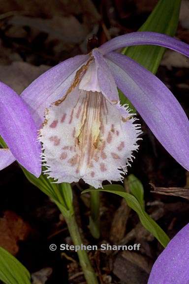 pleione formosana 4 graphic